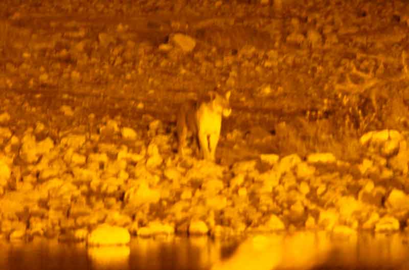 17 - Namibia - leona - imagen nocturna - Okaukuejo - parque nacional de Etosha
